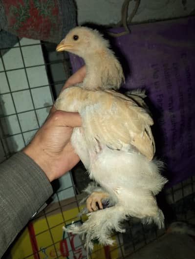 heavy buff chick extreme quality