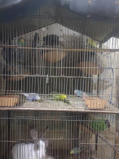 5 pair 2 potion cage for argent sell