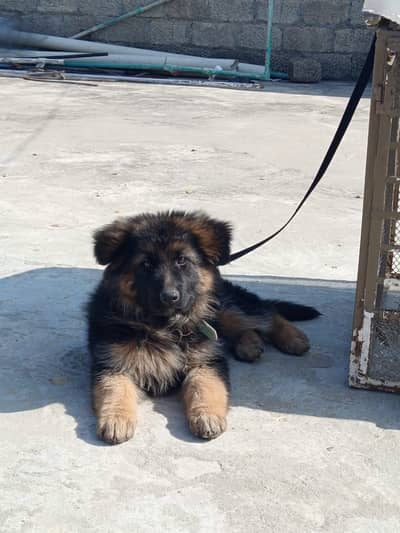 jermon shepherd original high quality female