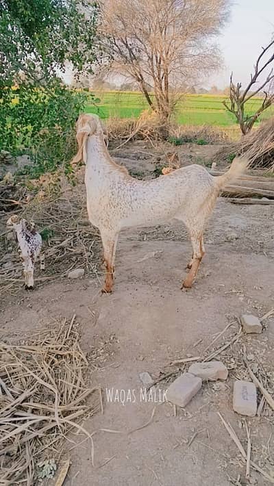 Healthy Goat for Sale