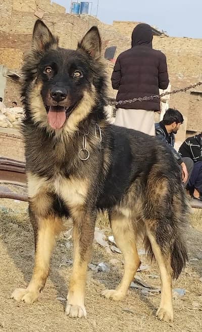 pure Bhagyary male age 10 month sequrty train for sale