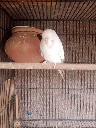 exhibition budgies parrot