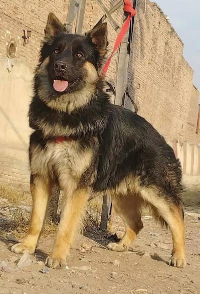 King shefard male age 7. month full train sequrty dogs for sale