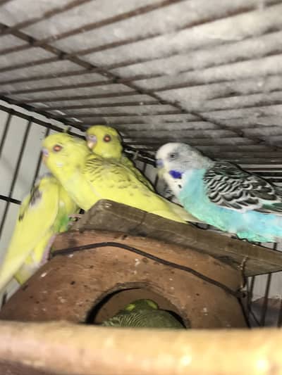 Budgie parrot pairs and 1 latino red eyes pair with one baby