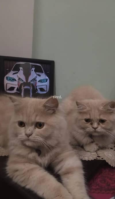 persian cats both female pair