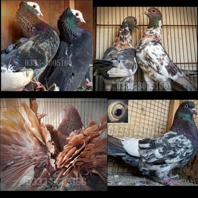 MUKHI,KABRA,INDIAN REDFANTAIL,RAMPURI