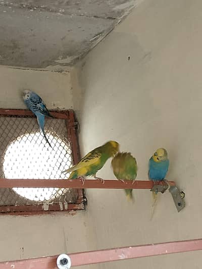 bajri breedar pair for sale