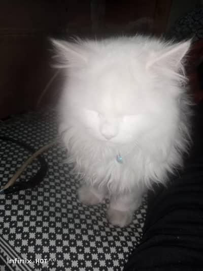 White Persian cat