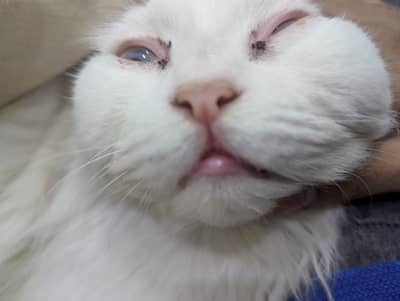 Persian cat Cutie pie