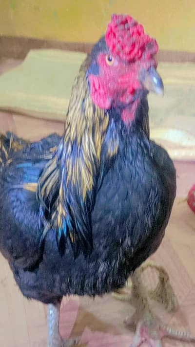 Mianwali Asell Lakra Murga Helty good Condition