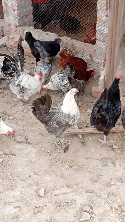 fayumi,fayoumi ,feomi, fayomi