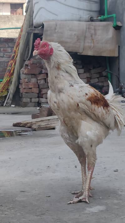 Aseel mianwali bird