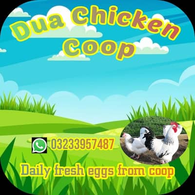 light Sussex high quality eggs  per 220