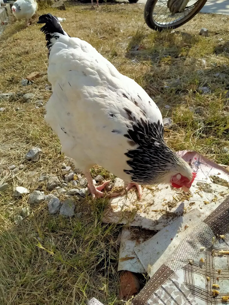 light Sussex high Quality fertile eggs  per 220/