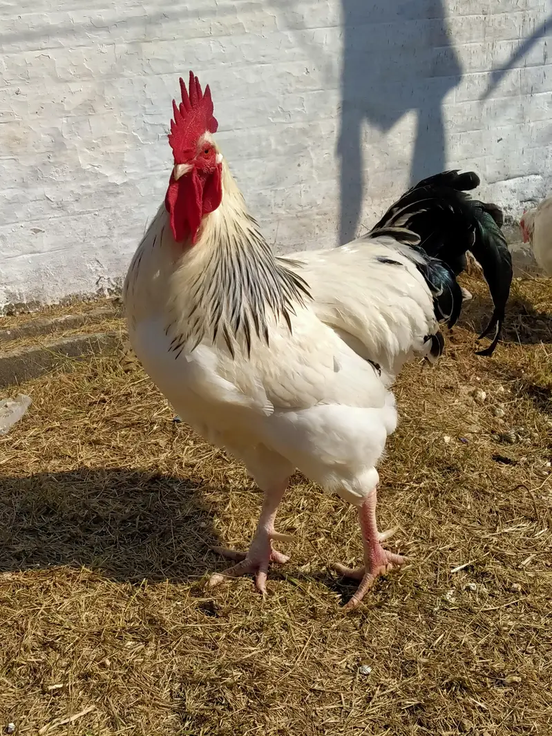 light Sussex high Quality fertile eggs  per 220/ — photo 2