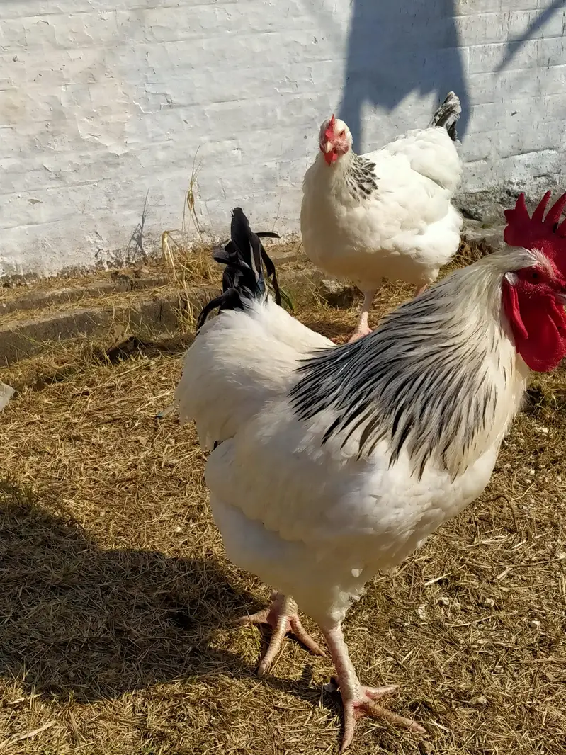 light Sussex high Quality fertile eggs  per 220/ — photo 3