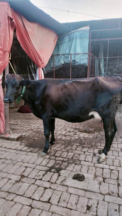 Dutch Jersey cross cow