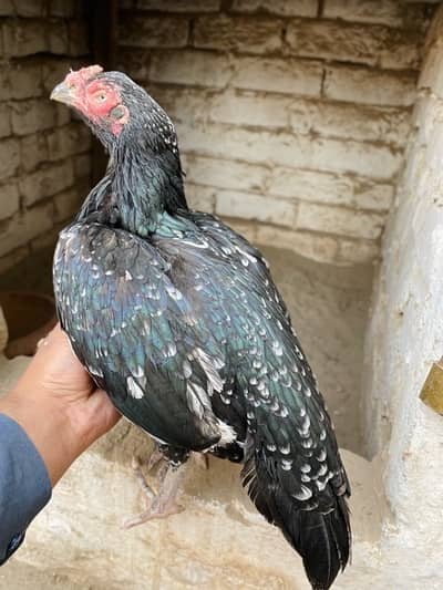 High quality Madi available cargo available all pks