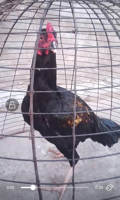 4 اصیل پٹھے فار سیل