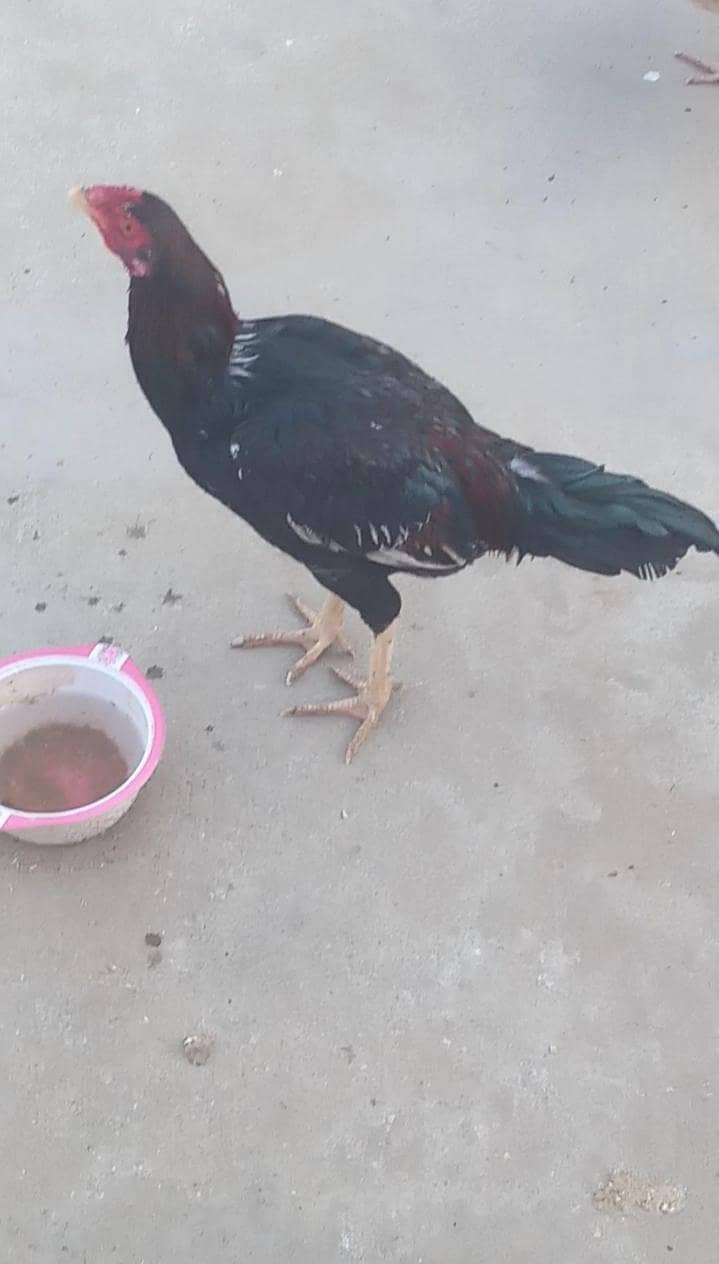 4 اصیل پٹھے فار سیل 2