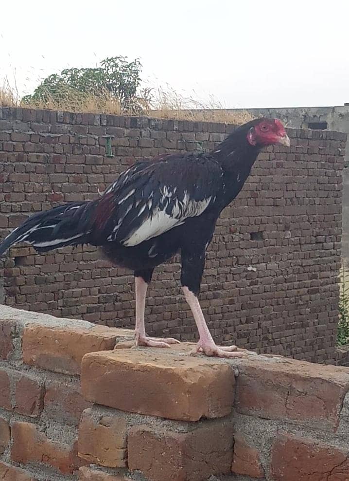 4 اصیل پٹھے فار سیل 7