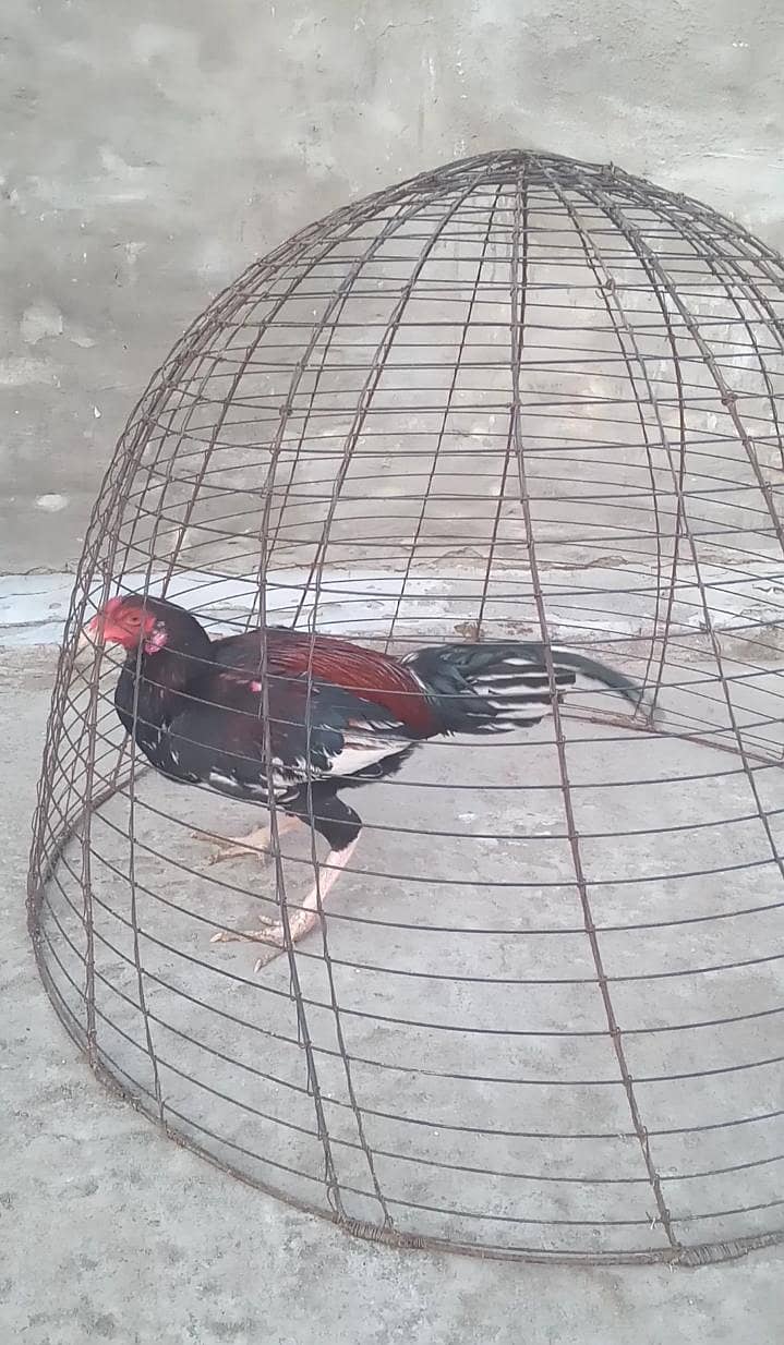 4 اصیل پٹھے فار سیل 9