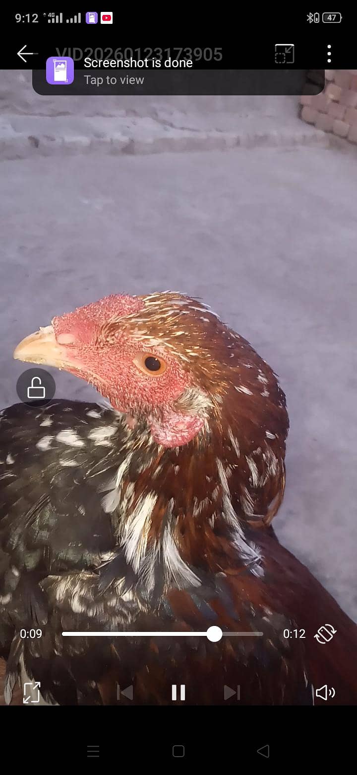 4 اصیل پٹھے فار سیل 14