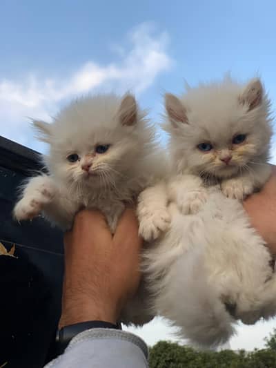 Kittens available for sale