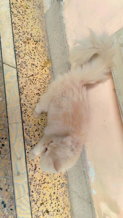 Persian female cat