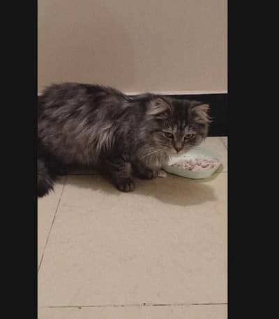 looking for new home