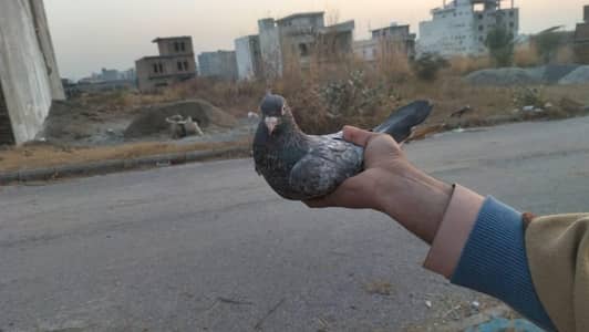 breeding Kabootar for sale