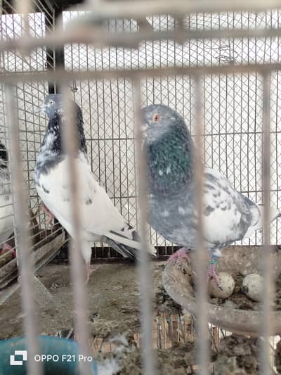 golden /teedy cross pegions