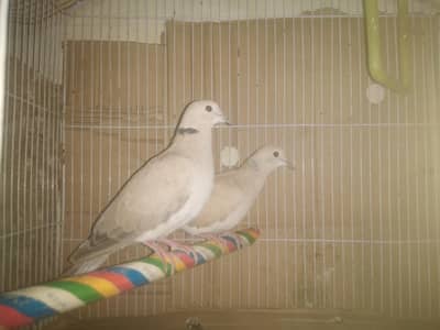 dove pair