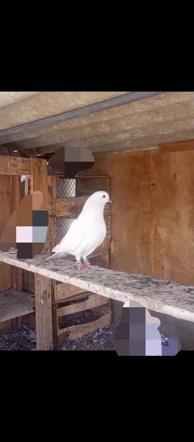 Kabli pairs for sale kuch single bhi . . . In k ilawa or bhi hai