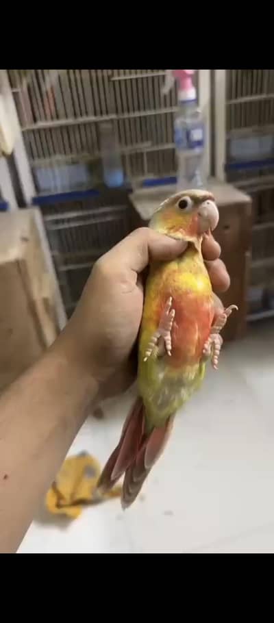 pineapple conure chicks
