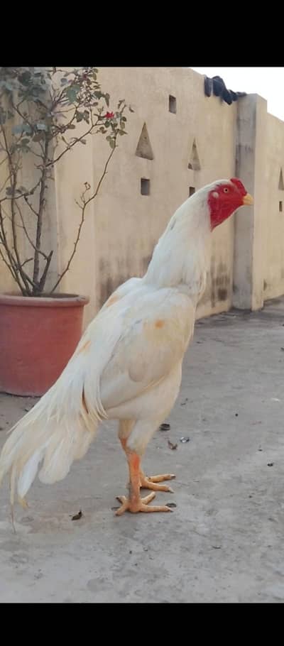 Quality Aseel birds available  Munasib price mein