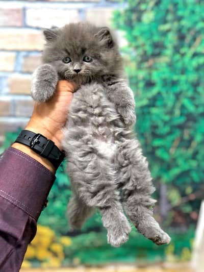 Persian triple coated punch face kitten available for sale