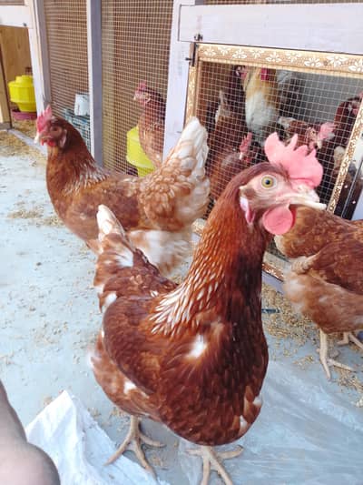 fresh eggs 03132105582