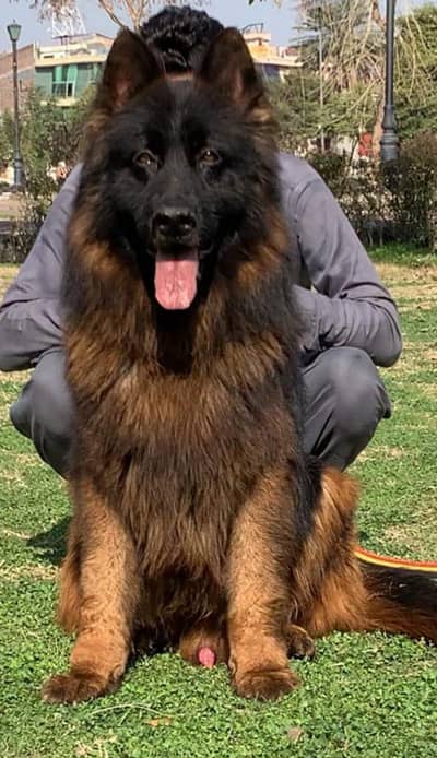 German Shepherd long coat male for Sale