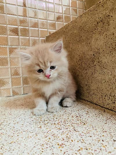 Persian triple coated punch face kitten available for sale