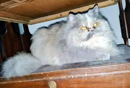 extreme punch face and near to pki face  03135992241 what's up