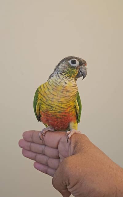 Green Cheek Conure | Hand Tamed