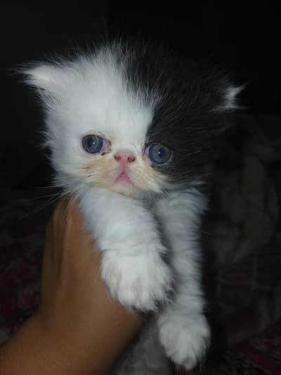 Russian male kitten 1  month