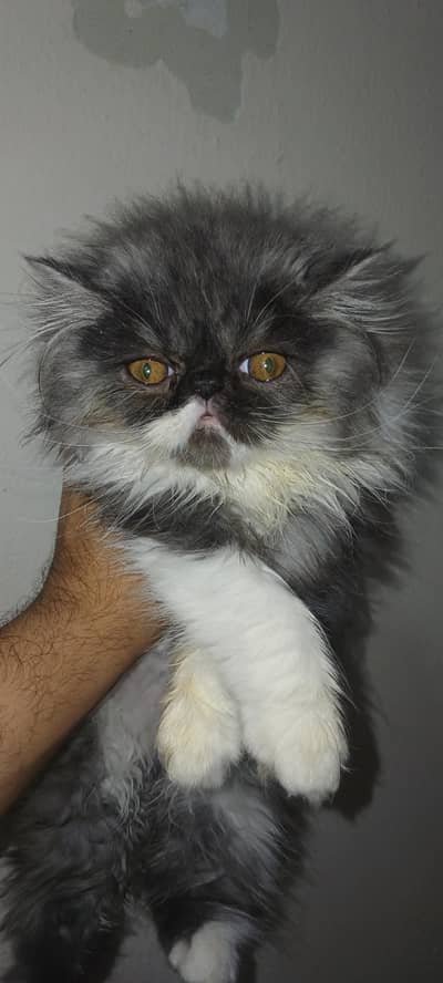 peke female kitten
