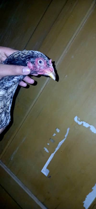 aseel hen for sale