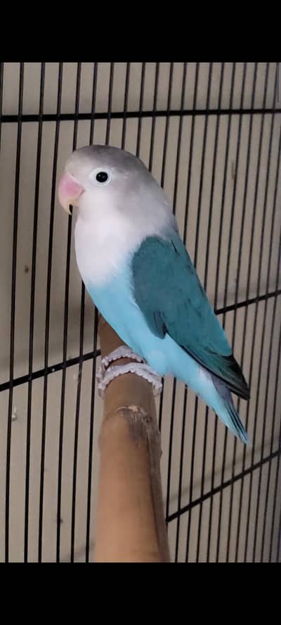 Blue Opline ll Blue Parsonata ll Albino