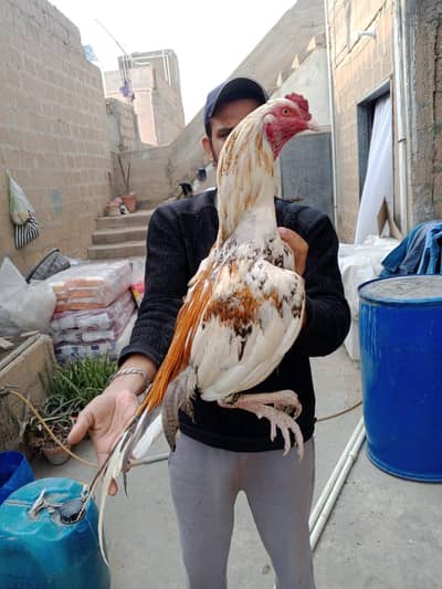 Mashallah High Quality Cheena 03422719740