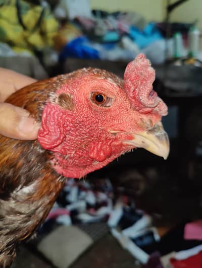 pakoye burmi male exchange hojae ga madi se