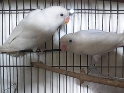 Albino Black eyes with baby folding room  cage