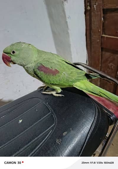 Kashmir raw paroot 8 month age for sale